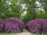 Landgoed Den Vossenbosch
